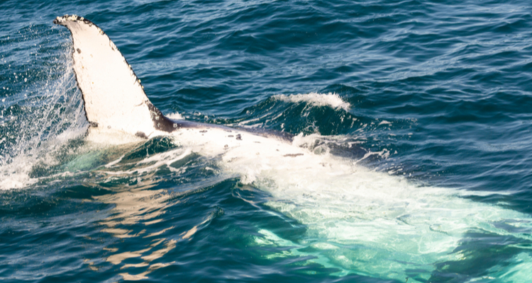 DJI Inspire ingezet om walvissen te wegen
